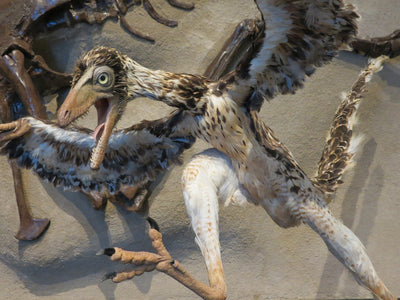 L'archéoptéryx : l'énigme de l'avifaune ancienne à élucider