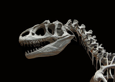 Cryolophosaurus : le lézard à crête du passé glacé de l'Antarctique