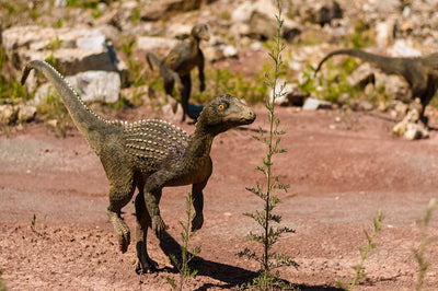 Buitreraptor : Le rapace à plumes du désert argentin