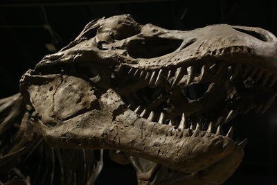 Troodon : Découvrez les stratégies du plus intelligent des dinosaures nocturnes