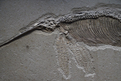 Baryonyx : le dinosaure piscivore du début du Crétacé
