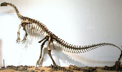 Le platéosaure : Une promenade dans la préhistoire