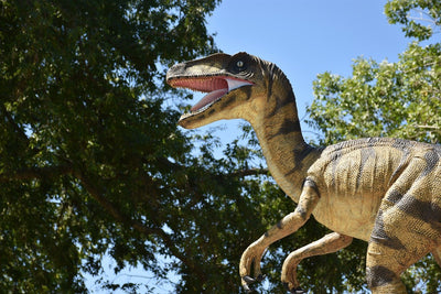 Percer les mystères du Vélociraptor : Le prédateur agile de la nature